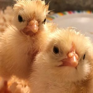 Meet your Posher, Sandy